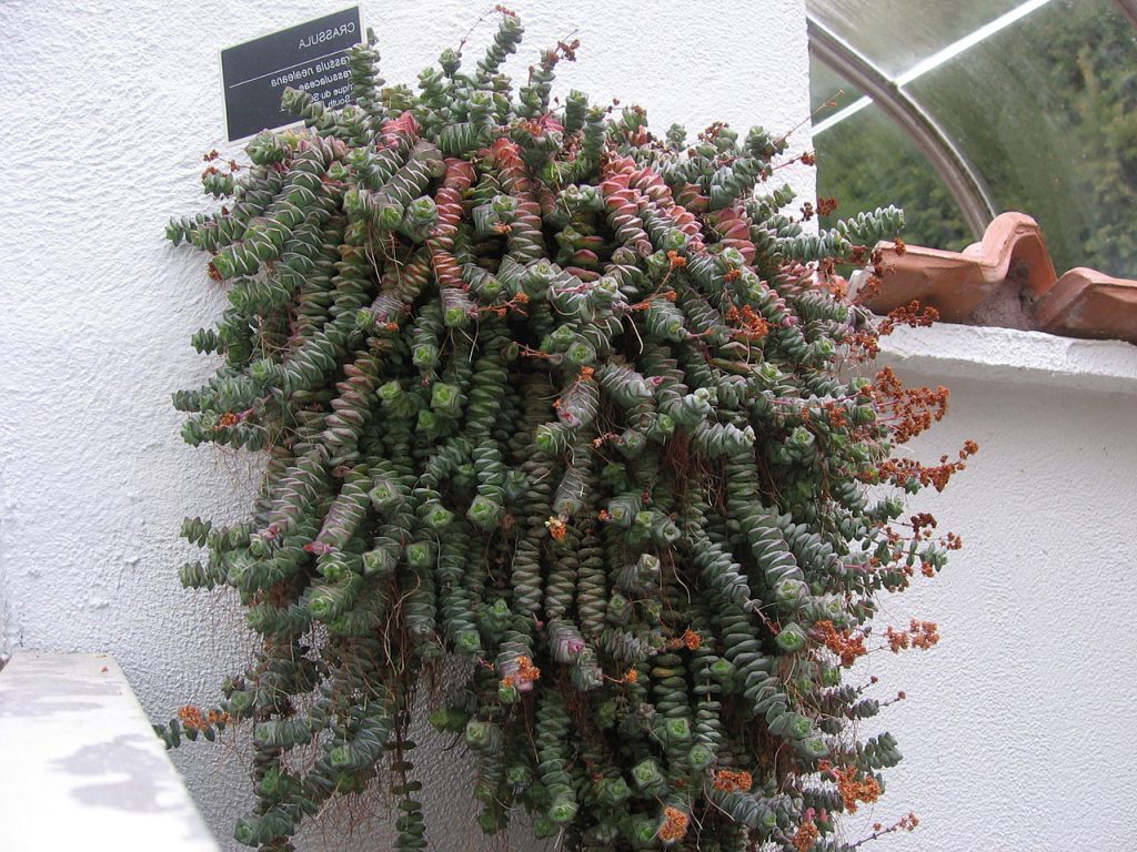 crassula longifolia cuidados y cultivo