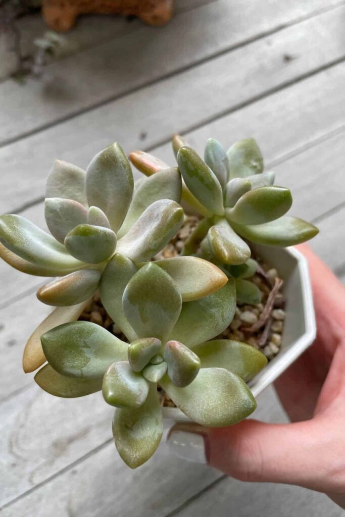 crassula margarita variegata