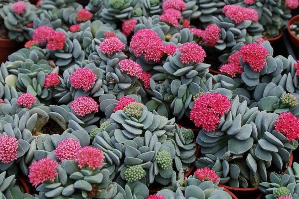 crassula margen rojo