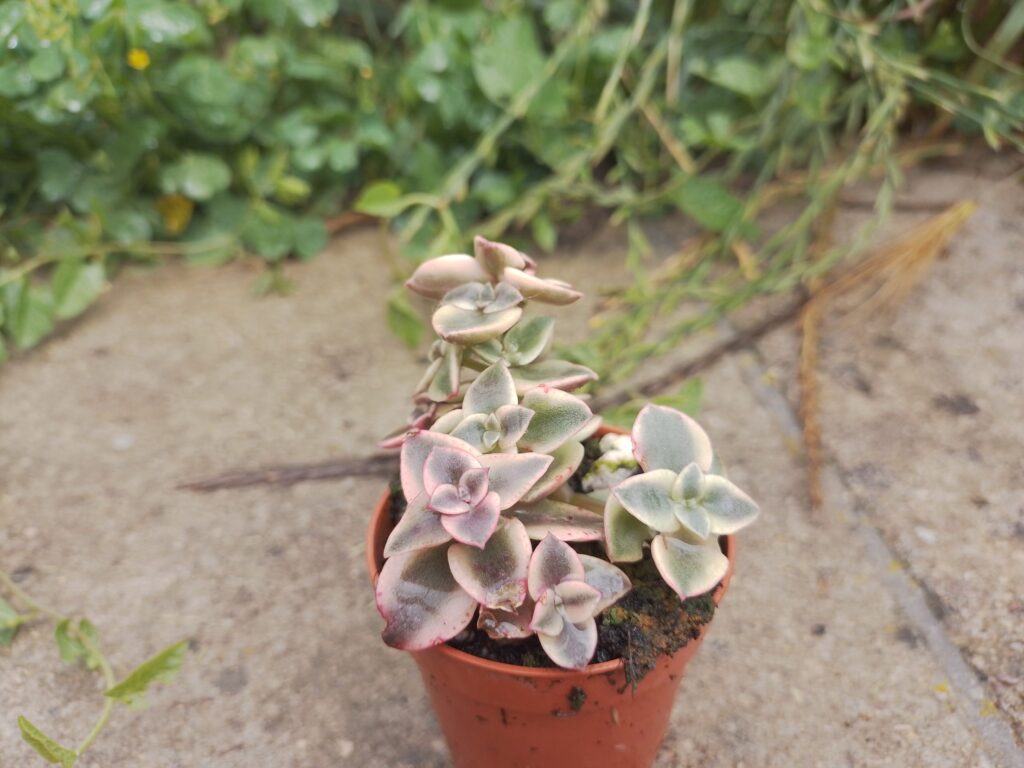 crassula marginalis guia completa