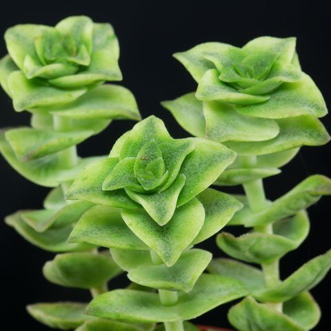 crassula marginalis guia completa