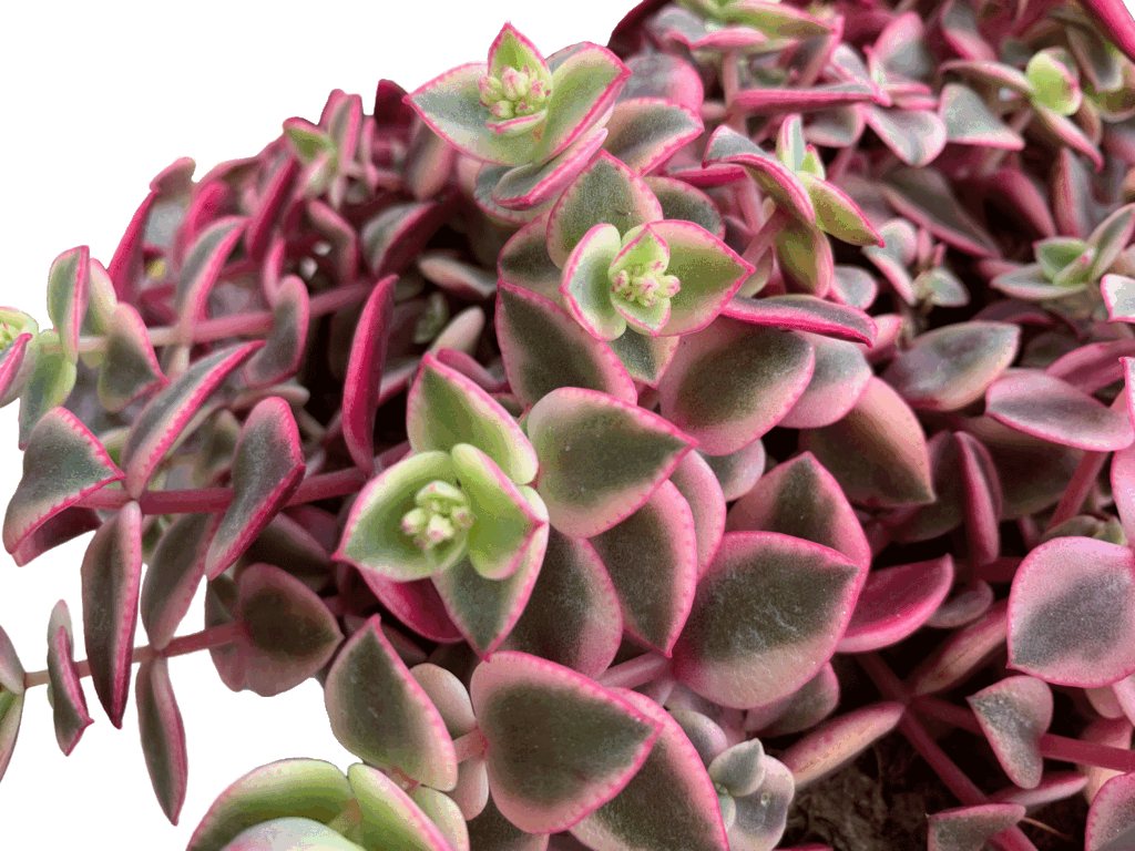 crassula marginalis tricolor