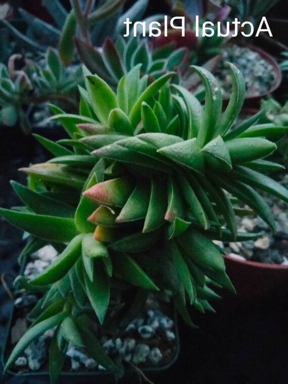 crassula marginata guia completa