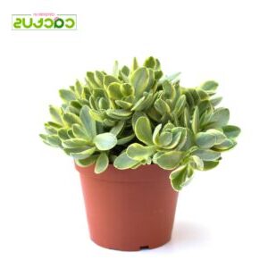 crassula mirabilis guia completa