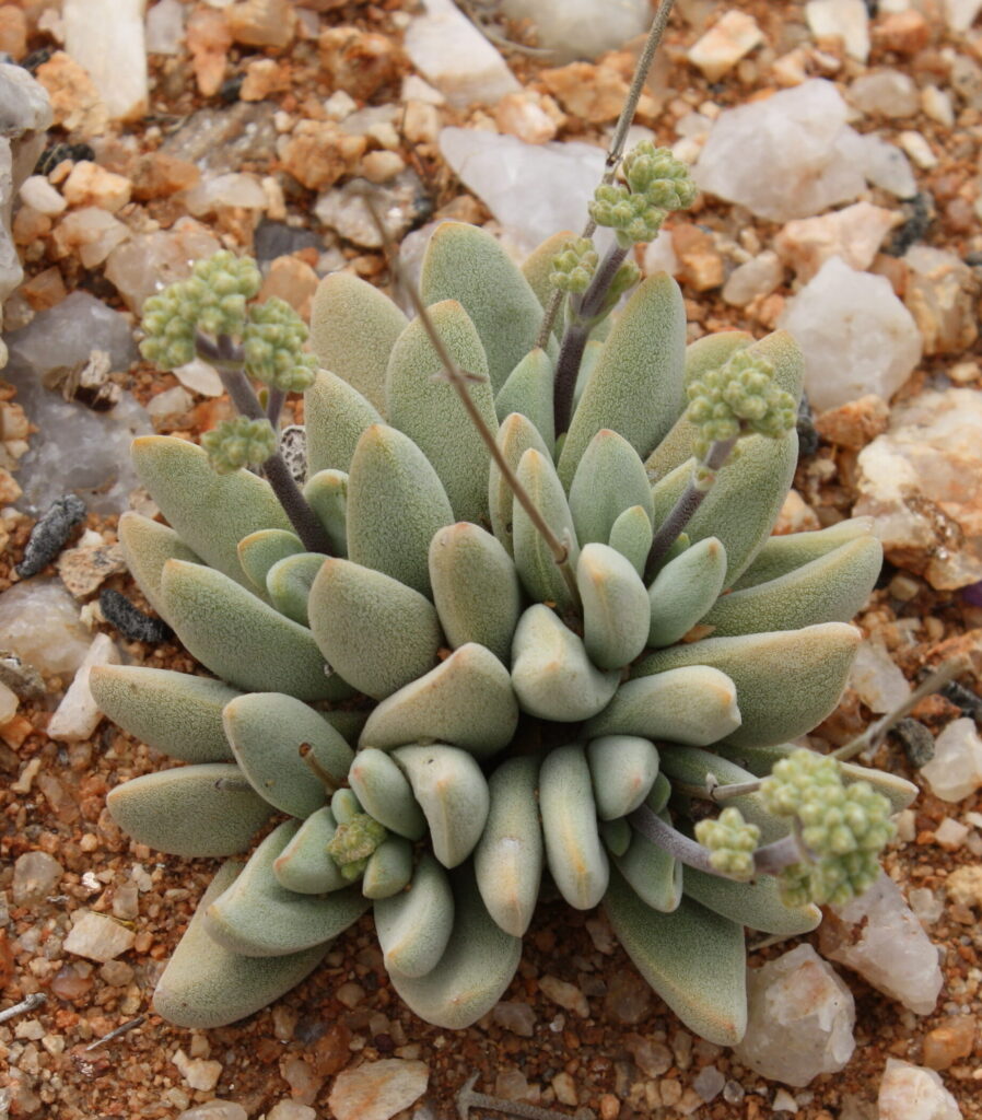 crassula namaquensis guia completa