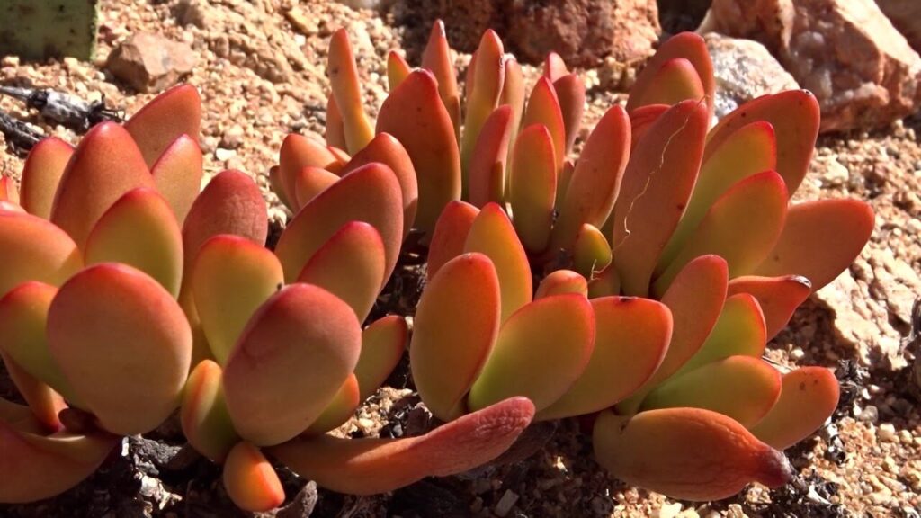 crassula nudicaulis guia completa