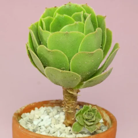 crassula orbicularis guia completa