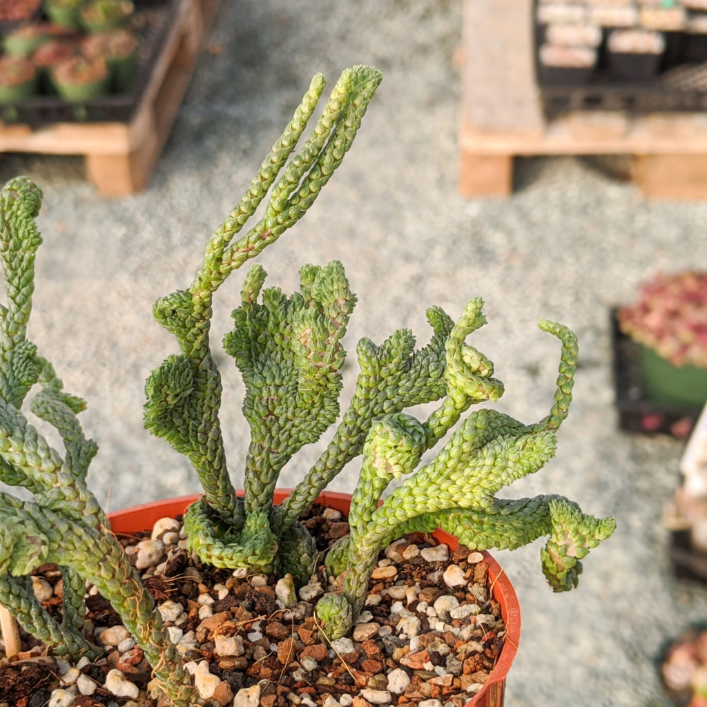 crassula papillata guia completa