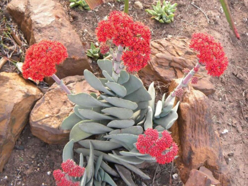 crassula perfoliata tricolor