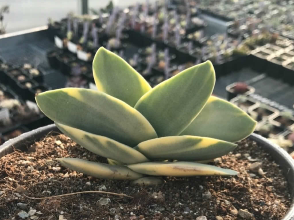 crassula perfoliata tricolor f viridis