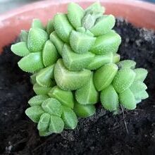 crassula perfoliata var marginalis guia completa