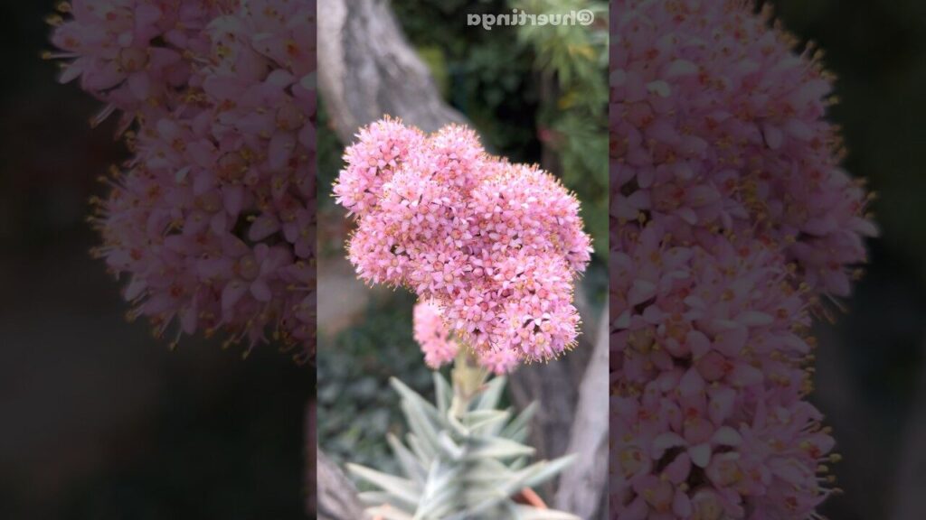 crassula perfoliata var marginata cuidados y consejos