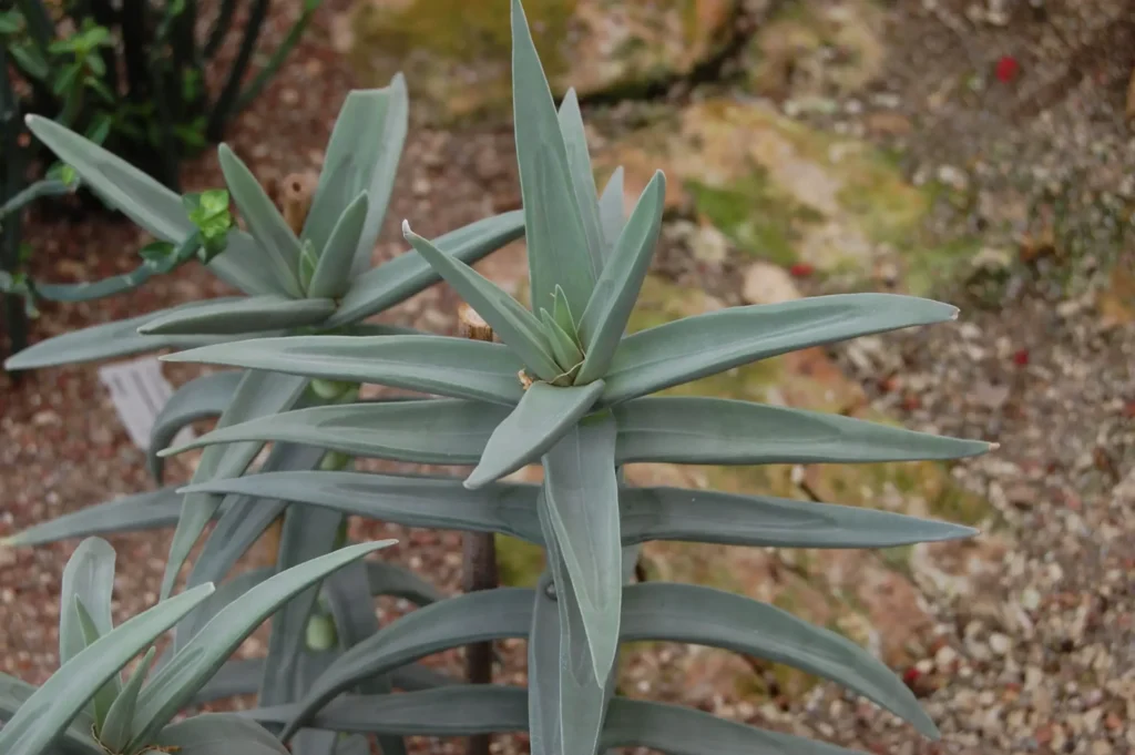 crassula perfoliata var marginata guia completa