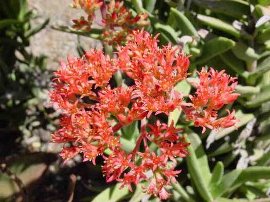 crassula perfoliata var minor f perfoliata guia completa