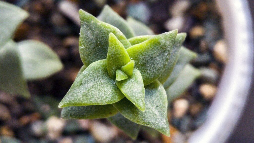 crassula perfoliata verde guia completa