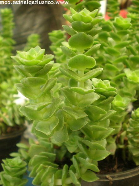 crassula perforata f perforata guia completa