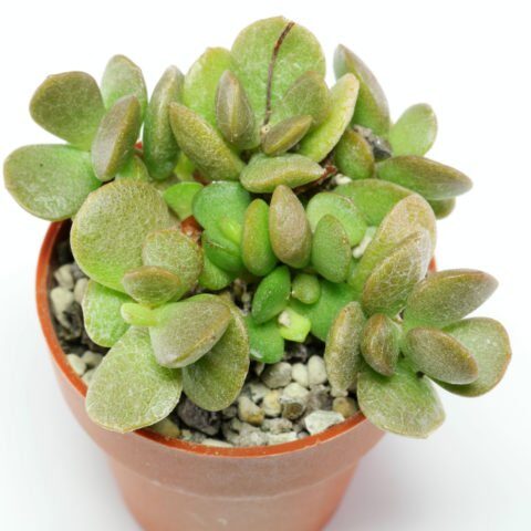 crassula pleiosperma guia completa