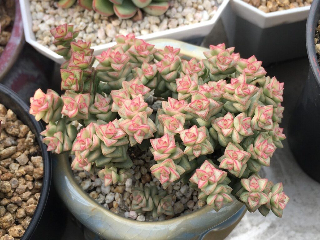 crassula plicatilis cuidados y consejos