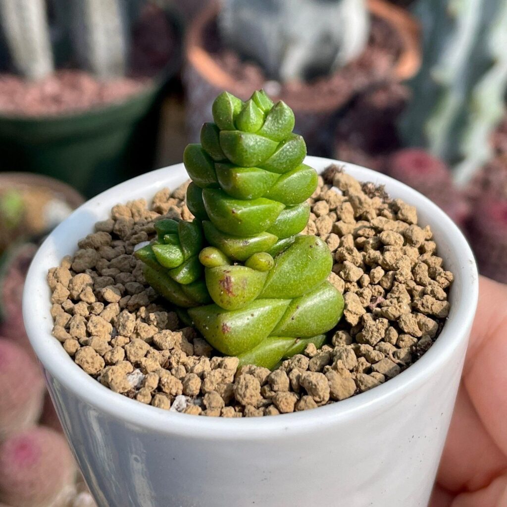 crassula prismatica guia completa