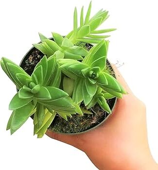 crassula prostrata guia completa