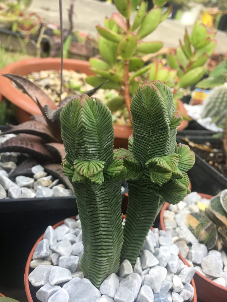 crassula pyramidalis guia completa