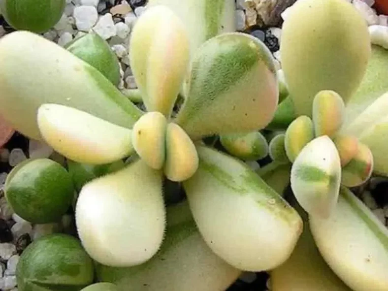 crassula rogersii steytlerviljoenii guia completa