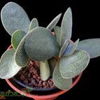 crassula rogersii subsp rogersii guia completa