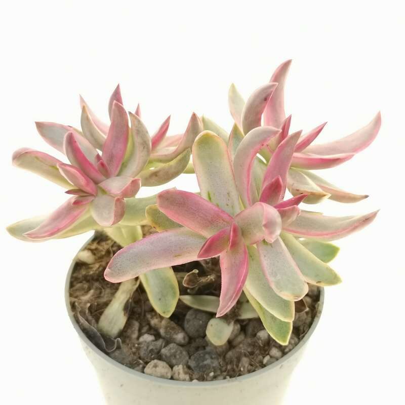 crassula rubricaulis guia completa