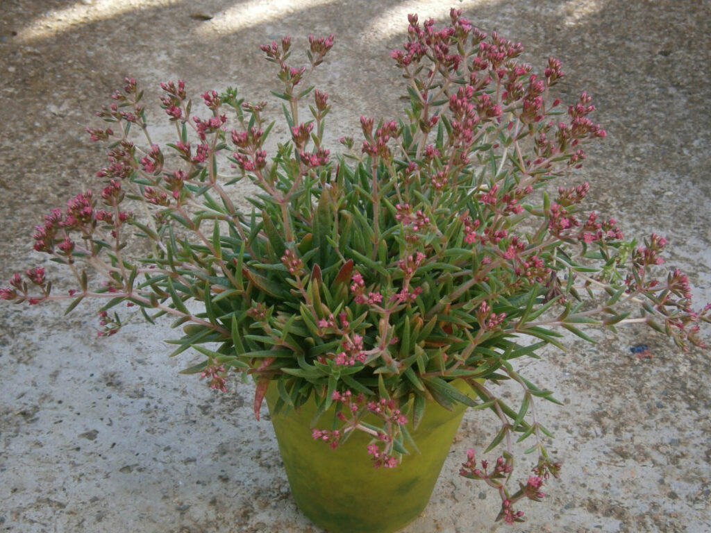 crassula schmidtii guia completa