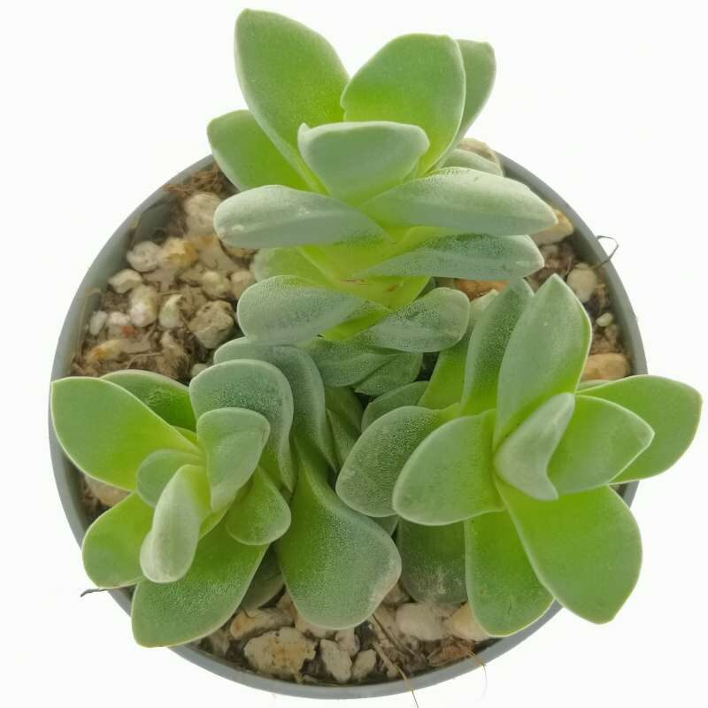 crassula sericea guia completa