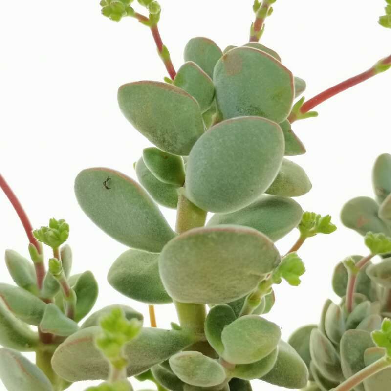 crassula sericea subsp transvaalensis guia completa