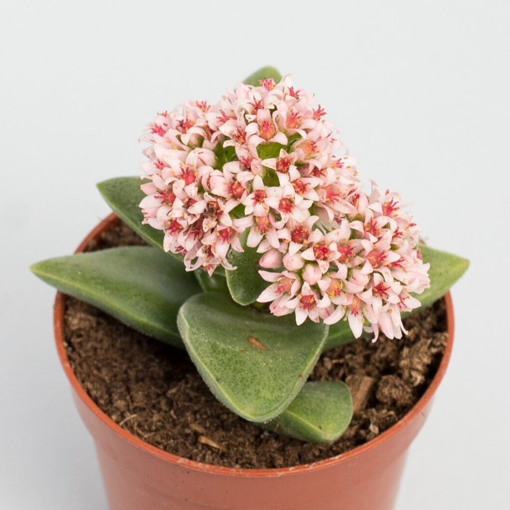 crassula spathulata var spathulata guia completa