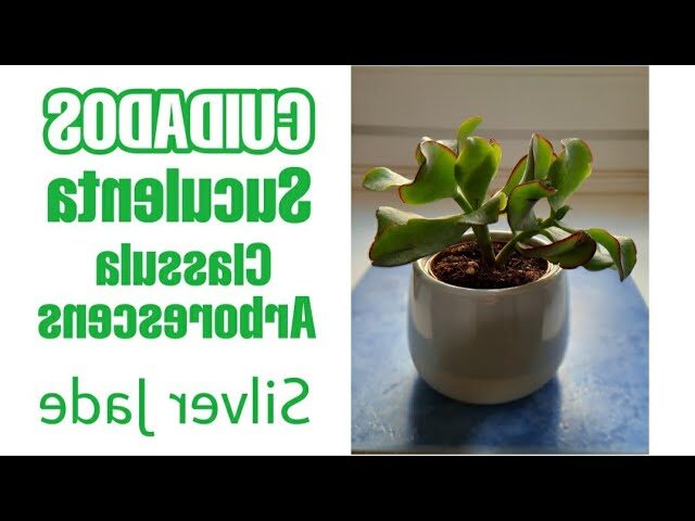 crassula steytlerviljoenii guia completa