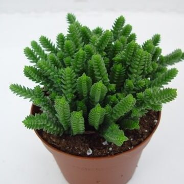 crassula swaziensis guia completa