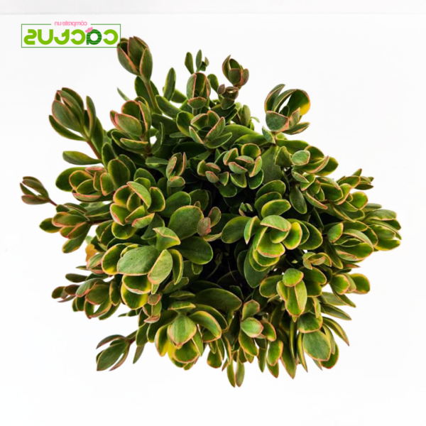 crassula swaziensis windbergensis guia completa