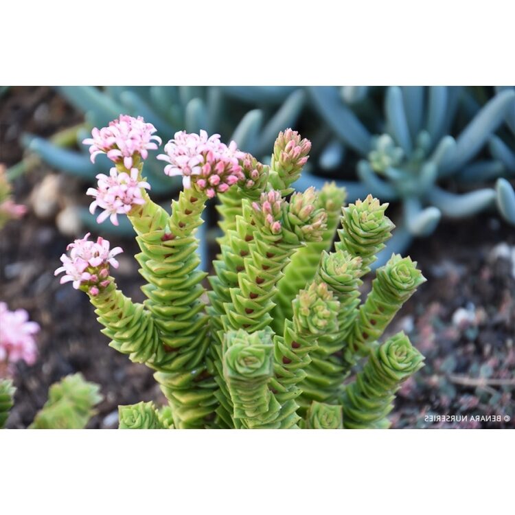 crassula tenuifolia guia completa