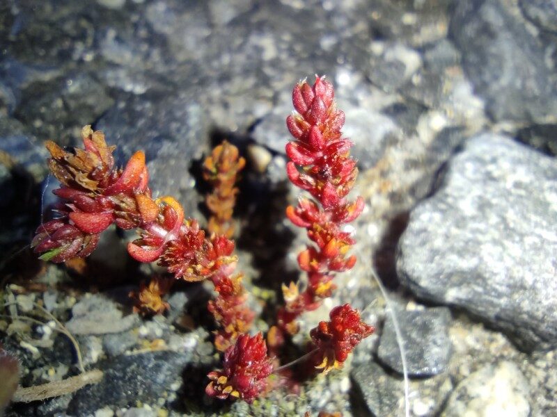 crassula tillae guia completa