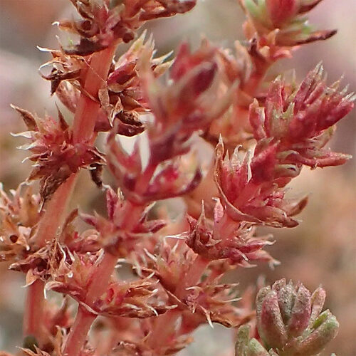 crassula tillae variedad tillae