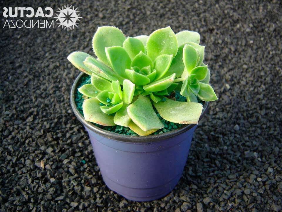 crassula tillae verde guia completa