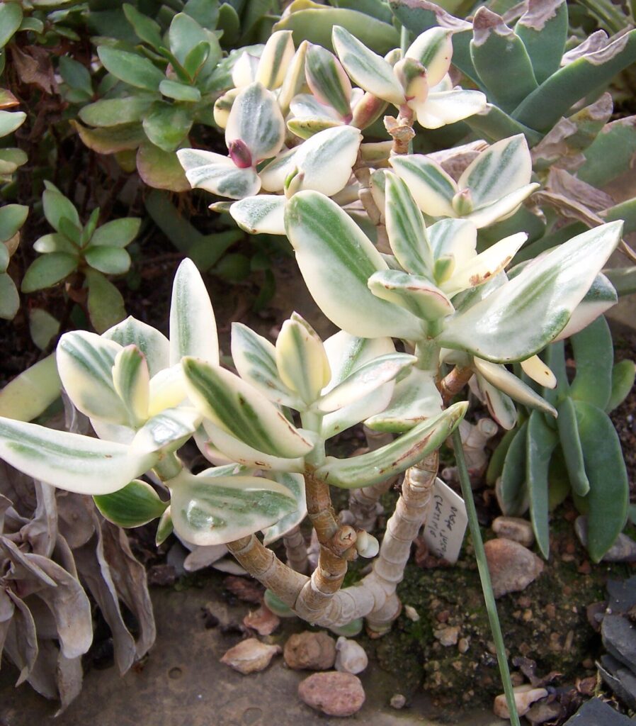 crassula tricolor