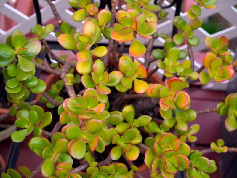 crassula tricolor cuidados y propagacion