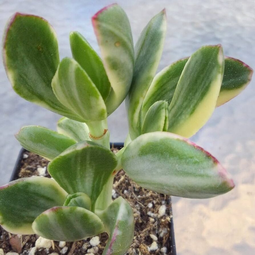 crassula tricolor guia completa