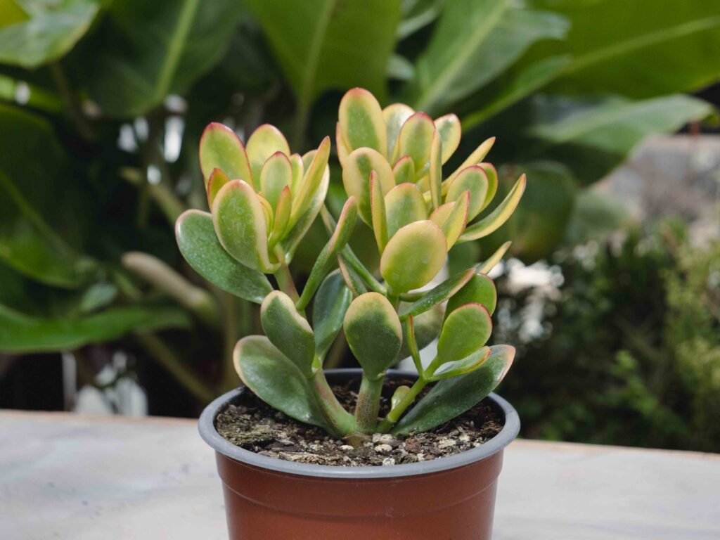 crassula tricolor guia completa