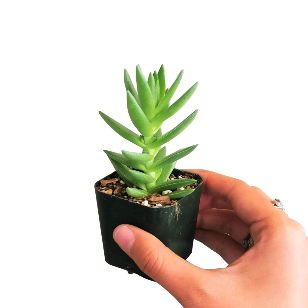 crassula tuberosa guia completa