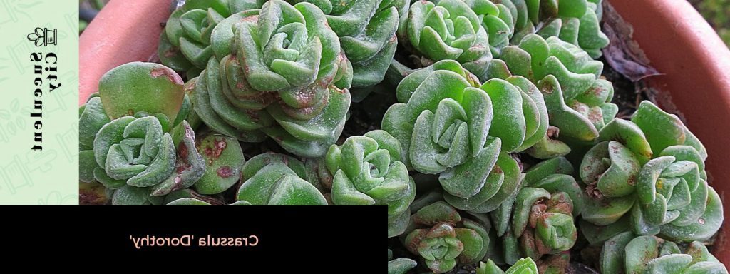 crassula vaalensis var vaalensis