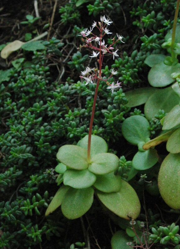 crassula vaginata bicalcarata