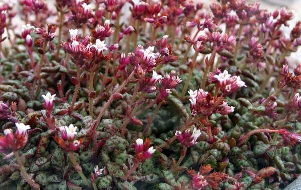 crassula vaginata subsp f minor