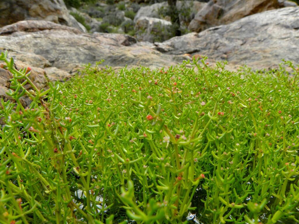 crassula vaillantii var vaillantii guia completa