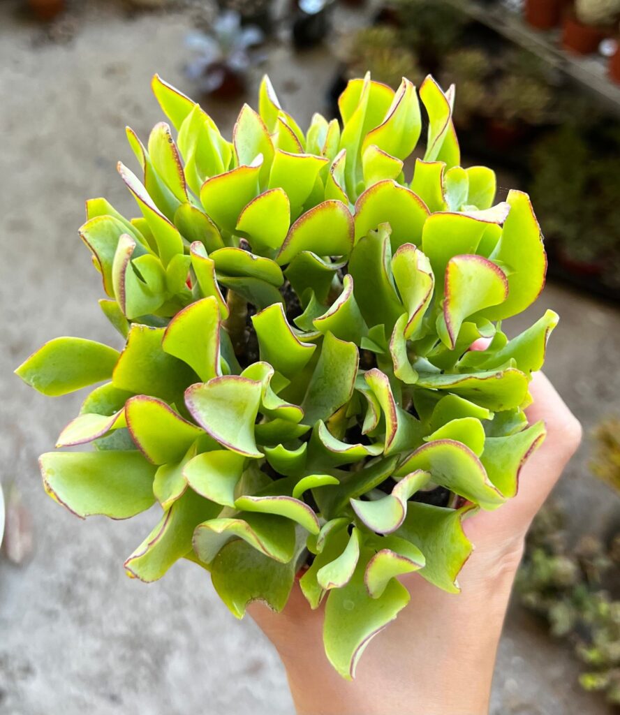 crassula variedad undulatifolia