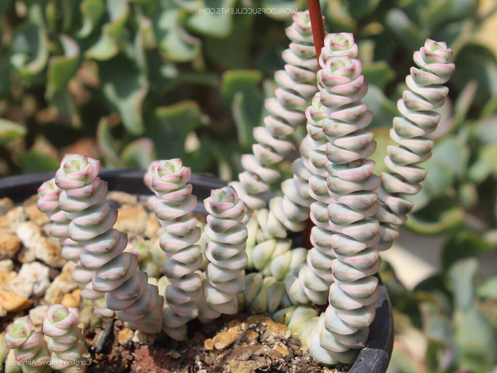 crassula variegada